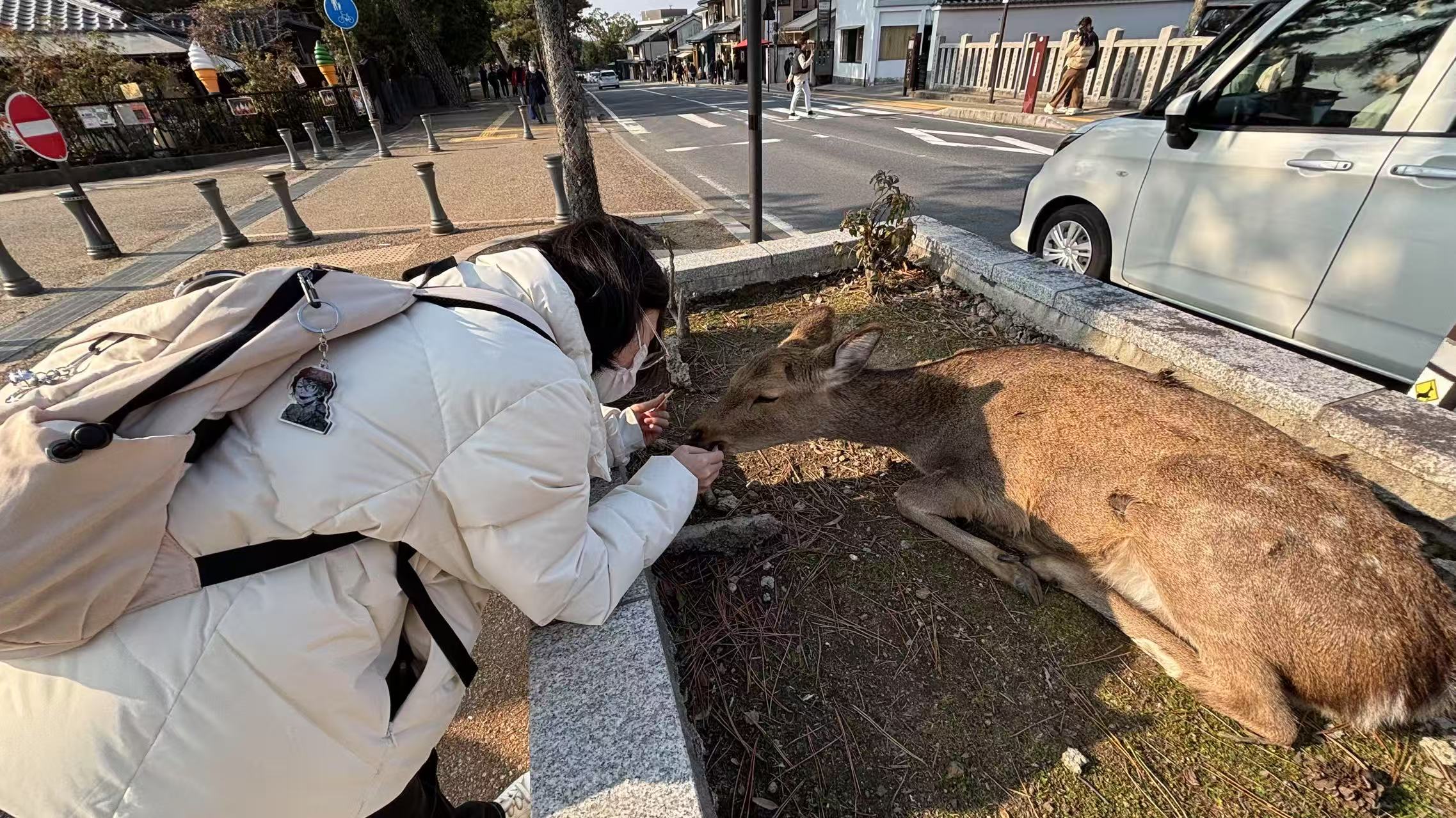 Deer
